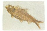 Detailed Fossil Fish (Knightia) - Wyoming #373686-1